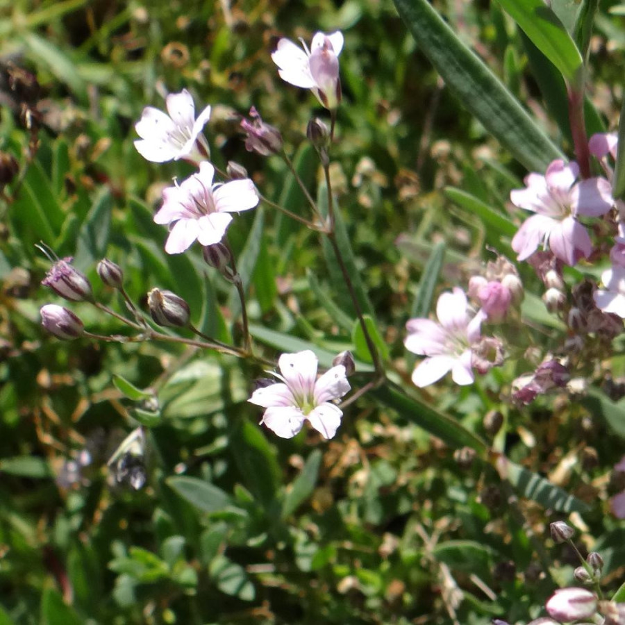 Plantes Vivaces GYPSOPHILA repens 'Rosea' - Gypsophile rampante en vente - Pépinière Lepage .