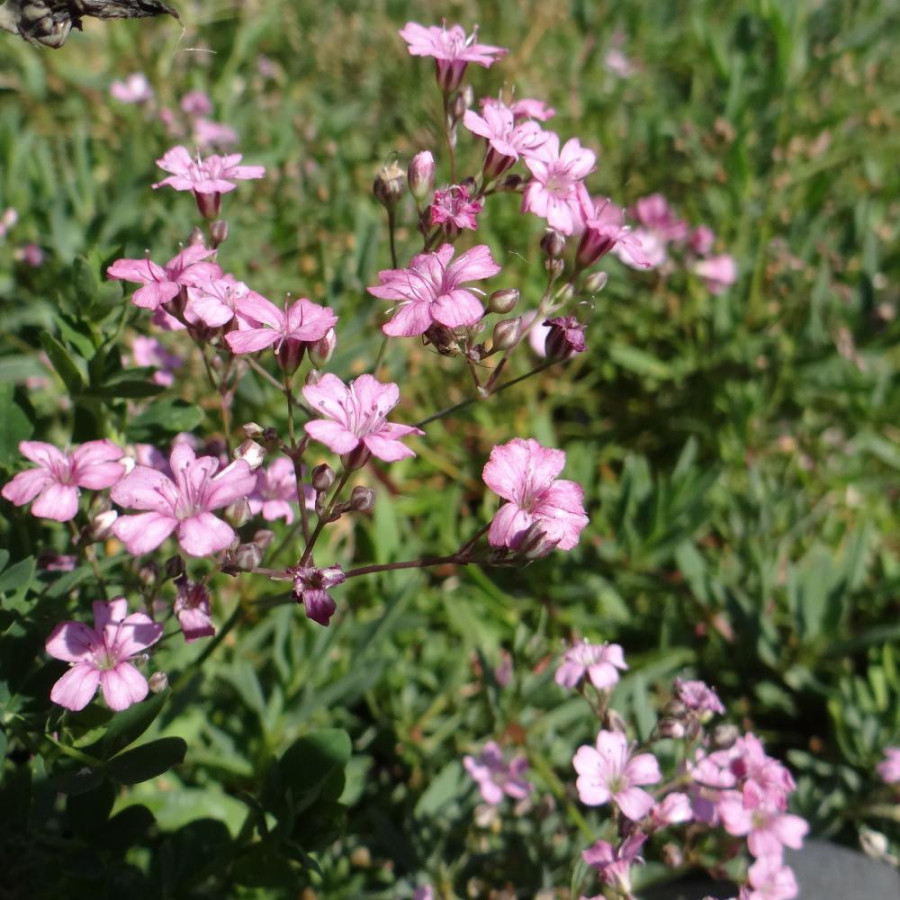 Plantes Vivaces GYPSOPHILA repens 'Rosea' - Gypsophile rampante en vente - Pépinière Lepage .
