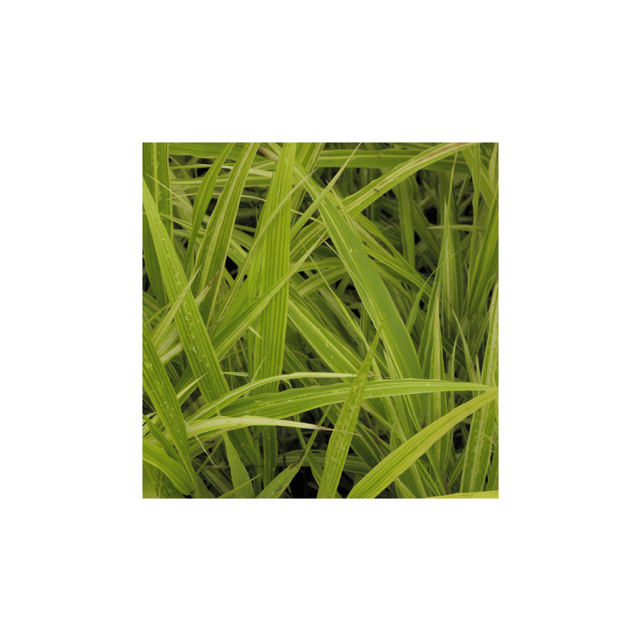 plantes-vivaces-hakonechloa-macra-albostriata-herbe-du-japon-en-vente-pepiniere-lepage-