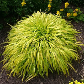 Plantes Vivaces HAKONECHLOA macra 'All Gold' - Herbe du Japon en vente - Pépinière Lepage .