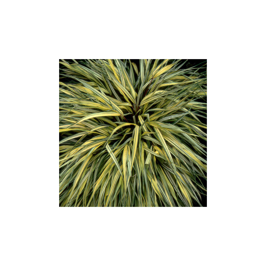 plantes-vivaces-hakonechloa-macra-aureola-herbe-du-japon-en-vente-pepiniere-lepage-
