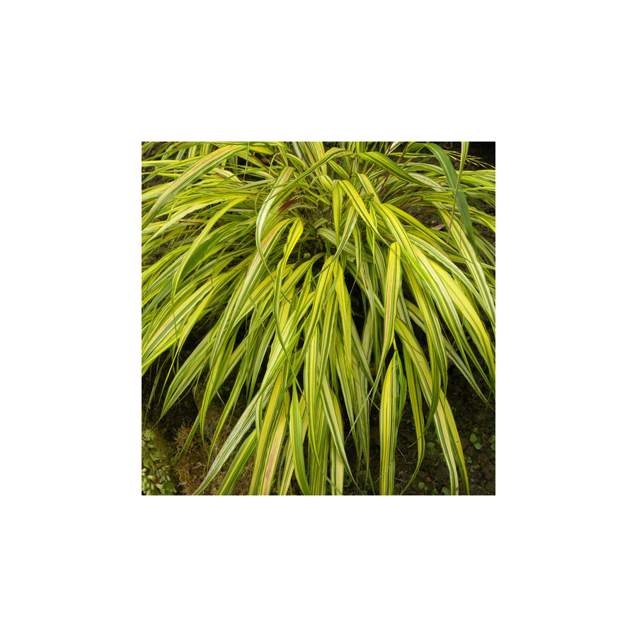 plantes-vivaces-hakonechloa-macra-aureola-herbe-du-japon-en-vente-pepiniere-lepage-