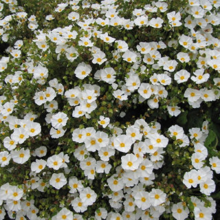 plantes-vivaces-halimiocistus-sahucii-x-halimiocistus-halimiociste-de-sahuc-en-vente-pepiniere-lepage-