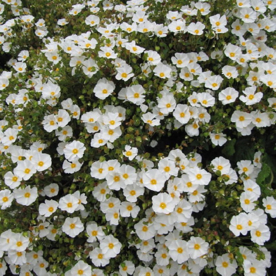 Plantes Vivaces HALIMIOCISTUS sahucii (X HALIMIOCISTUS) - Halimiociste de Sahuc en vente - Pépinière Lepage .