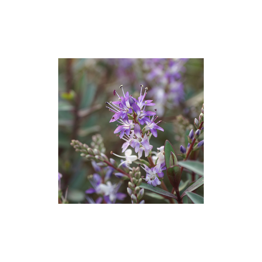 Plantes Vivaces HEBE 'Caledonia' - Véronique arbustive en vente - Pépinière Lepage .