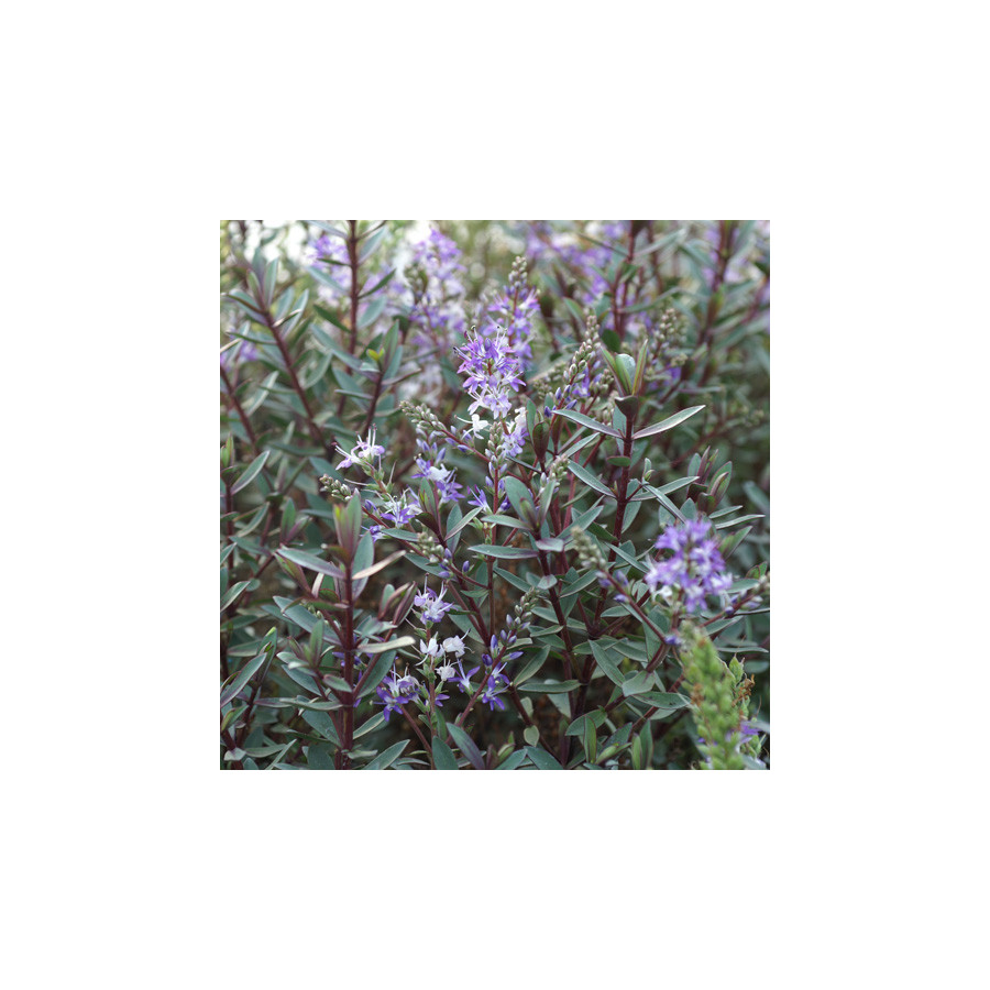 Plantes Vivaces HEBE 'Caledonia' - Véronique arbustive en vente - Pépinière Lepage .