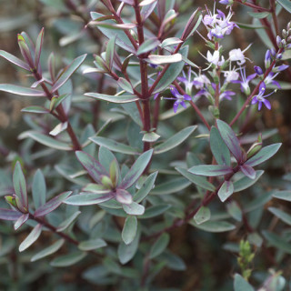 Plantes Vivaces HEBE 'Caledonia' - Véronique arbustive en vente - Pépinière Lepage .
