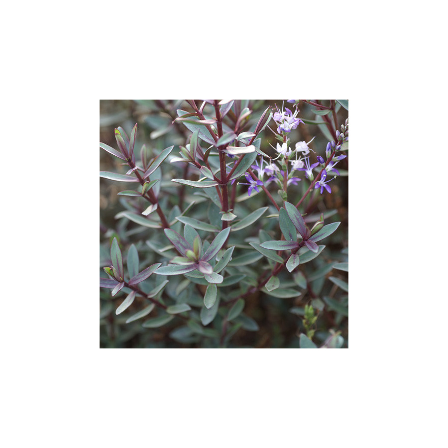 Plantes Vivaces HEBE 'Caledonia' - Véronique arbustive en vente - Pépinière Lepage .