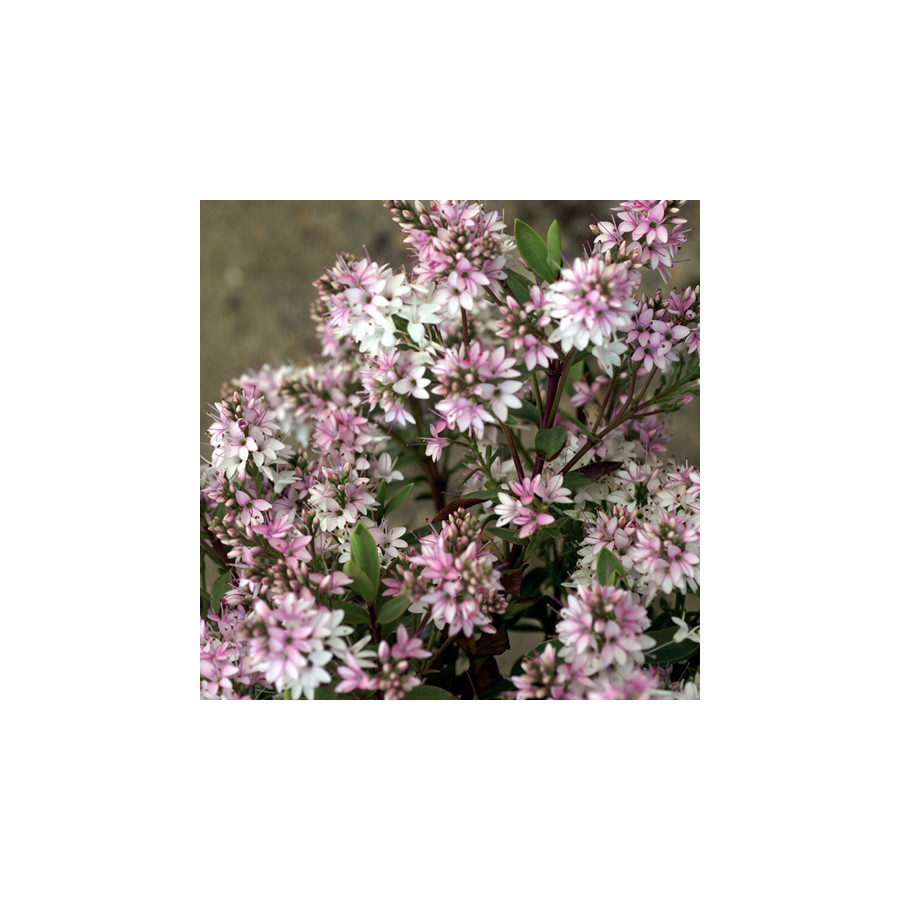 plantes-vivaces-hebe-pink-paradise-R-veronique-arbustive-en-vente-pepiniere-lepage-