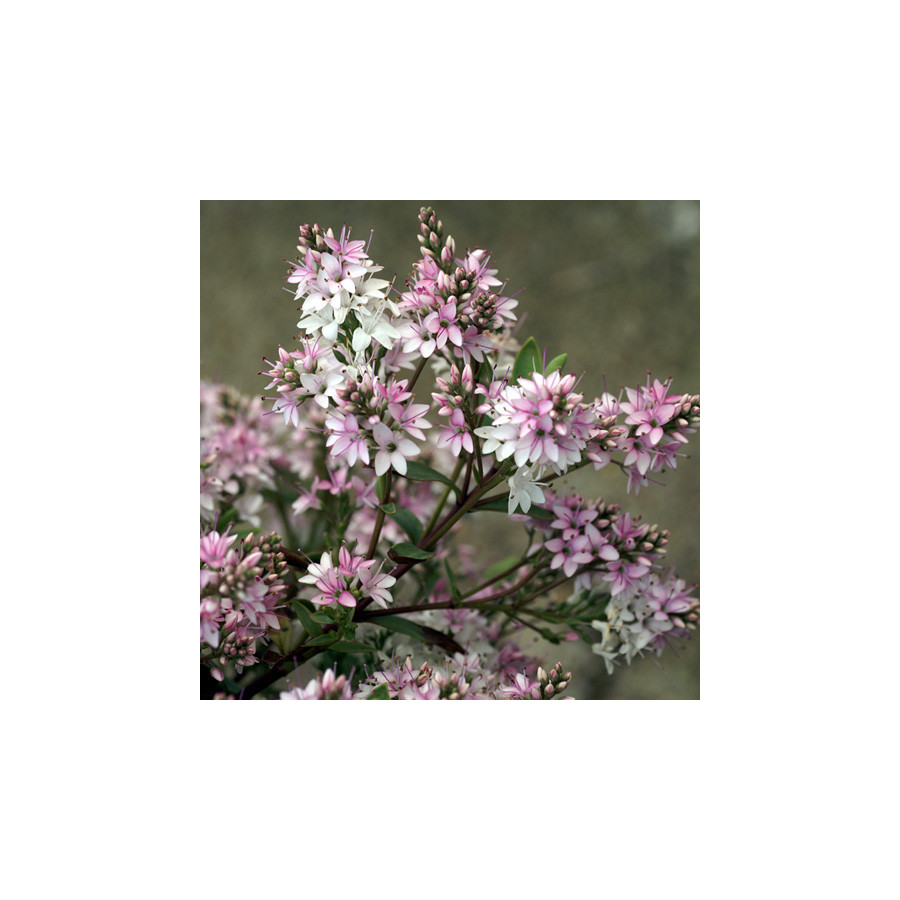 plantes-vivaces-hebe-pink-paradise-R-veronique-arbustive-en-vente-pepiniere-lepage-