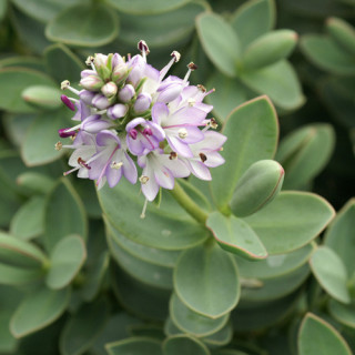 plantes-vivaces-hebe-red-edge-veronique-arbustive-en-vente-pepiniere-lepage-