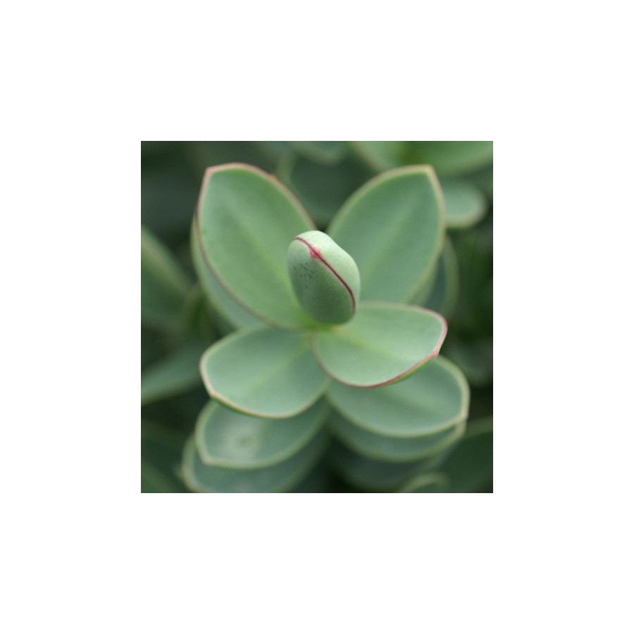 plantes-vivaces-hebe-red-edge-veronique-arbustive-en-vente-pepiniere-lepage-