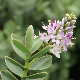 plantes-vivaces-hebe-red-edge-veronique-arbustive-en-vente-pepiniere-lepage-