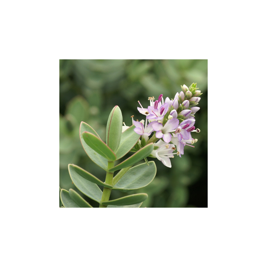 plantes-vivaces-hebe-red-edge-veronique-arbustive-en-vente-pepiniere-lepage-