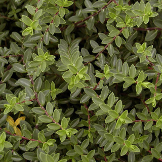 plantes-vivaces-hebe-youngii-carl-teschner-veronique-arbustive-en-vente-pepiniere-lepage-