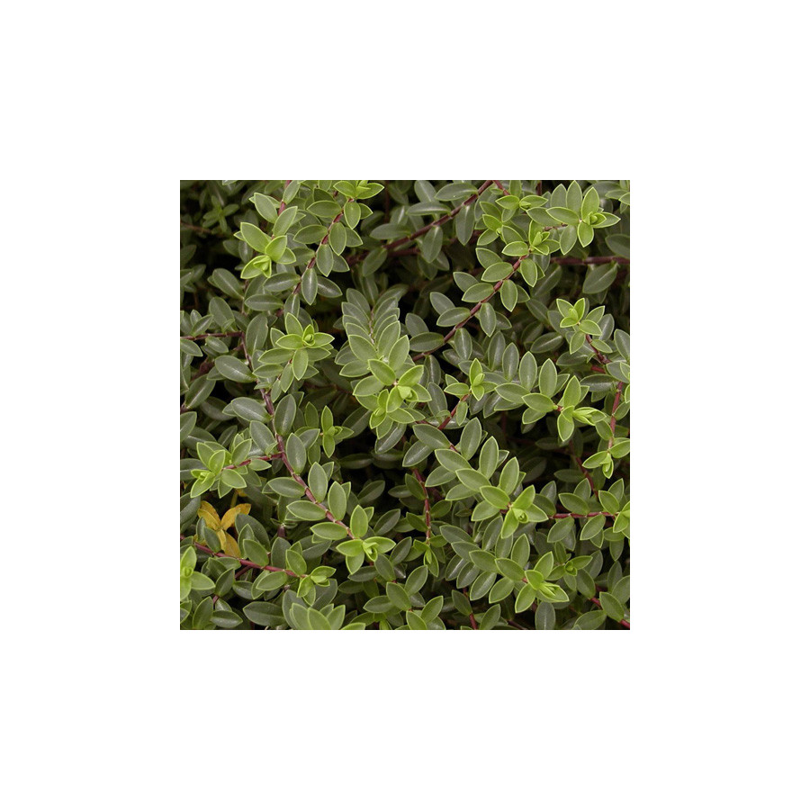 Plantes Vivaces HEBE 'Youngii' ('Carl Teschner') - Véronique arbustive en vente - Pépinière Lepage .