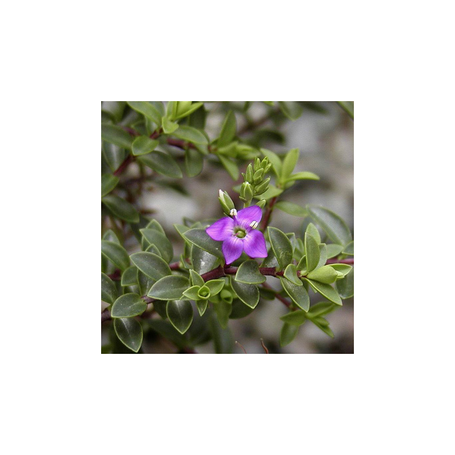 Plantes Vivaces HEBE 'Youngii' ('Carl Teschner') - Véronique arbustive en vente - Pépinière Lepage .