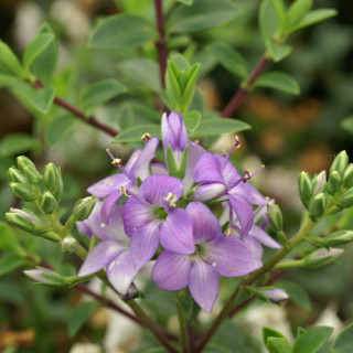 Plantes Vivaces HEBE 'Youngii' ('Carl Teschner') - Véronique arbustive en vente - Pépinière Lepage .