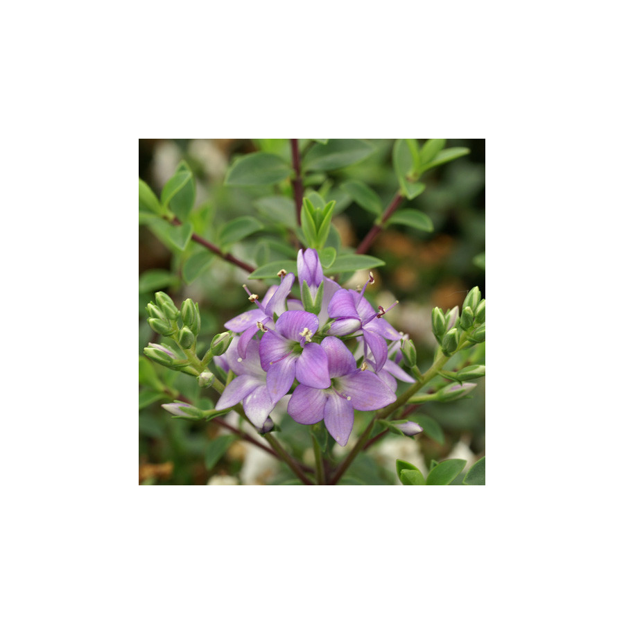 Plantes Vivaces HEBE 'Youngii' ('Carl Teschner') - Véronique arbustive en vente - Pépinière Lepage .