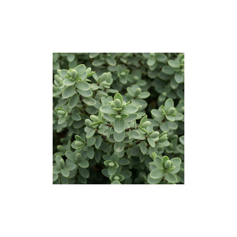 Plantes Vivaces HEBE carnosula - Véronique arbustive en vente - Pépinière Lepage .