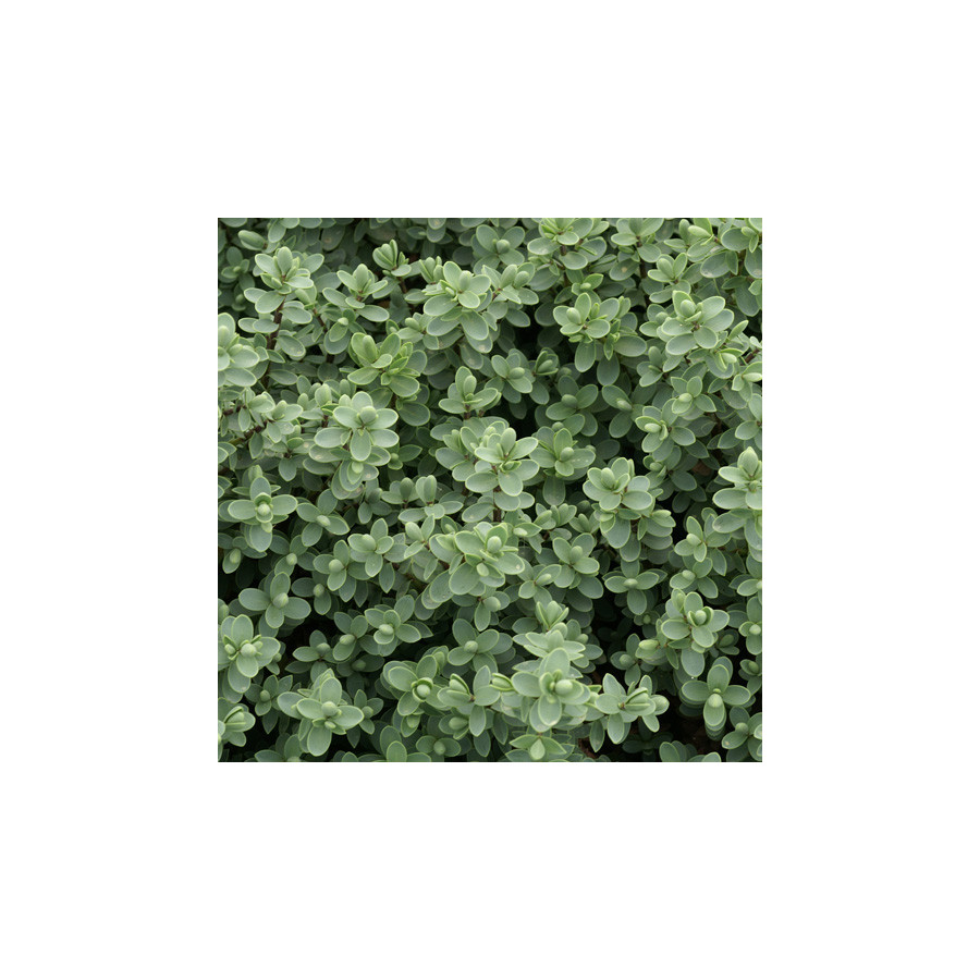 Plantes Vivaces HEBE carnosula - Véronique arbustive en vente - Pépinière Lepage .