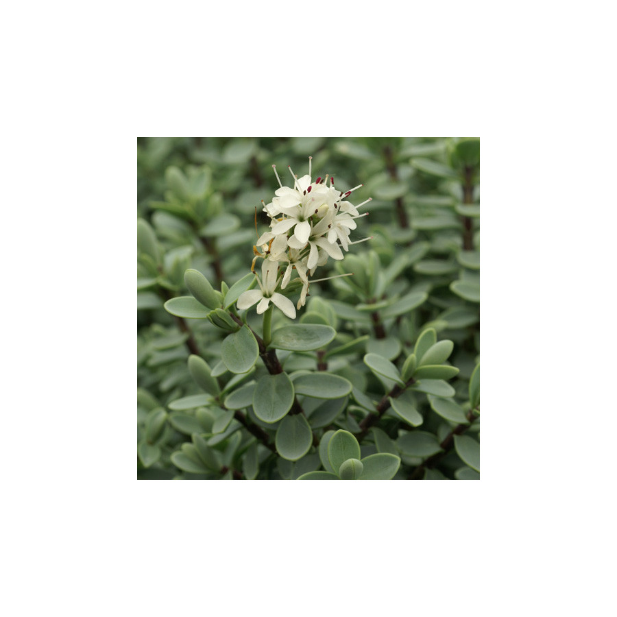 Plantes Vivaces HEBE carnosula - Véronique arbustive en vente - Pépinière Lepage .