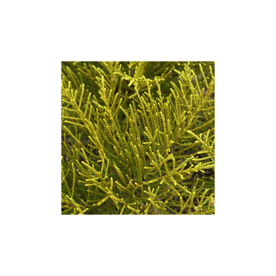 Plantes Vivaces HEBE ochracea (armstrongii) - Véronique arbustive en vente - Pépinière Lepage .