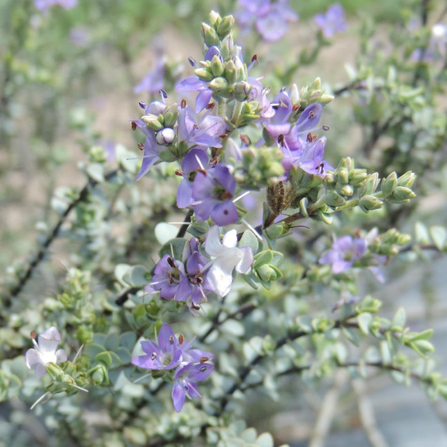 Plantes Vivaces HEBE pimeleoides 'Quicksilver' - Véronique arbustive en vente - Pépinière Lepage .