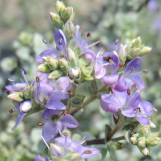 Plantes Vivaces HEBE pimeleoides 'Quicksilver' - Véronique arbustive en vente - Pépinière Lepage .