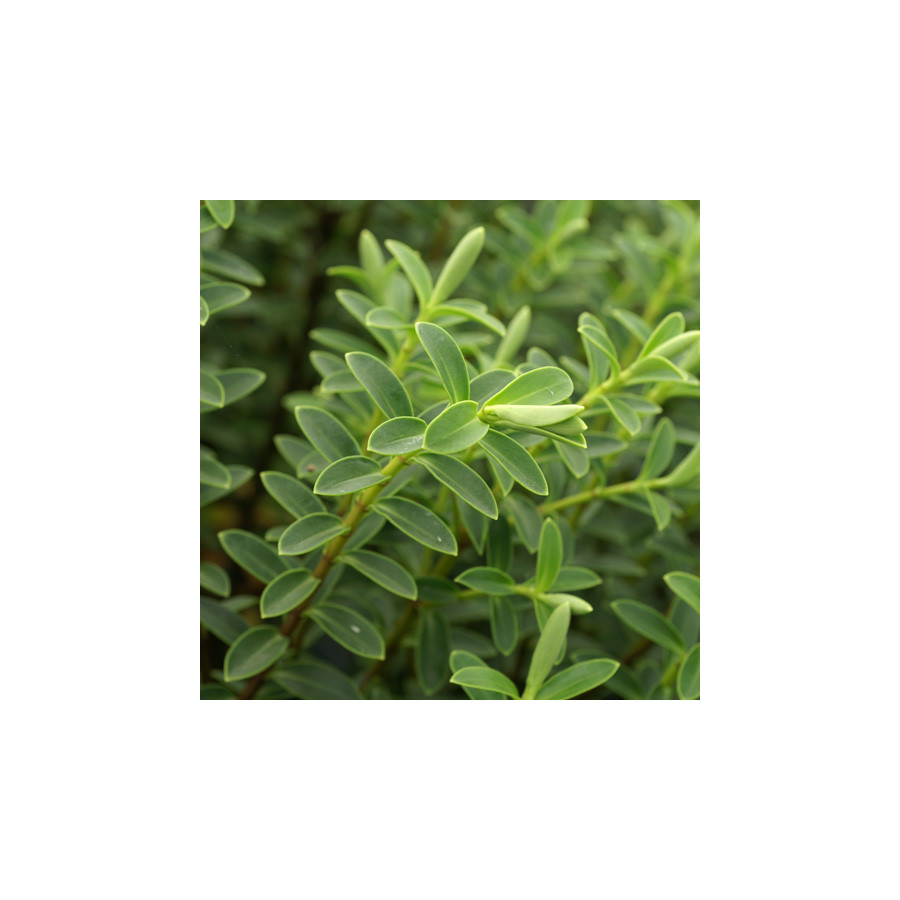 Plantes Vivaces HEBE traversii - Véronique arbustive en vente - Pépinière Lepage .