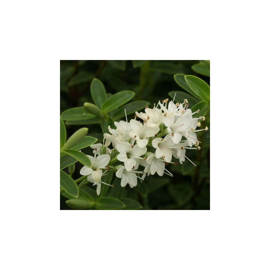 Plantes Vivaces HEBE traversii - Véronique arbustive en vente - Pépinière Lepage .