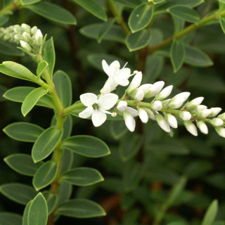 Plantes Vivaces HEBE traversii - Véronique arbustive en vente - Pépinière Lepage .