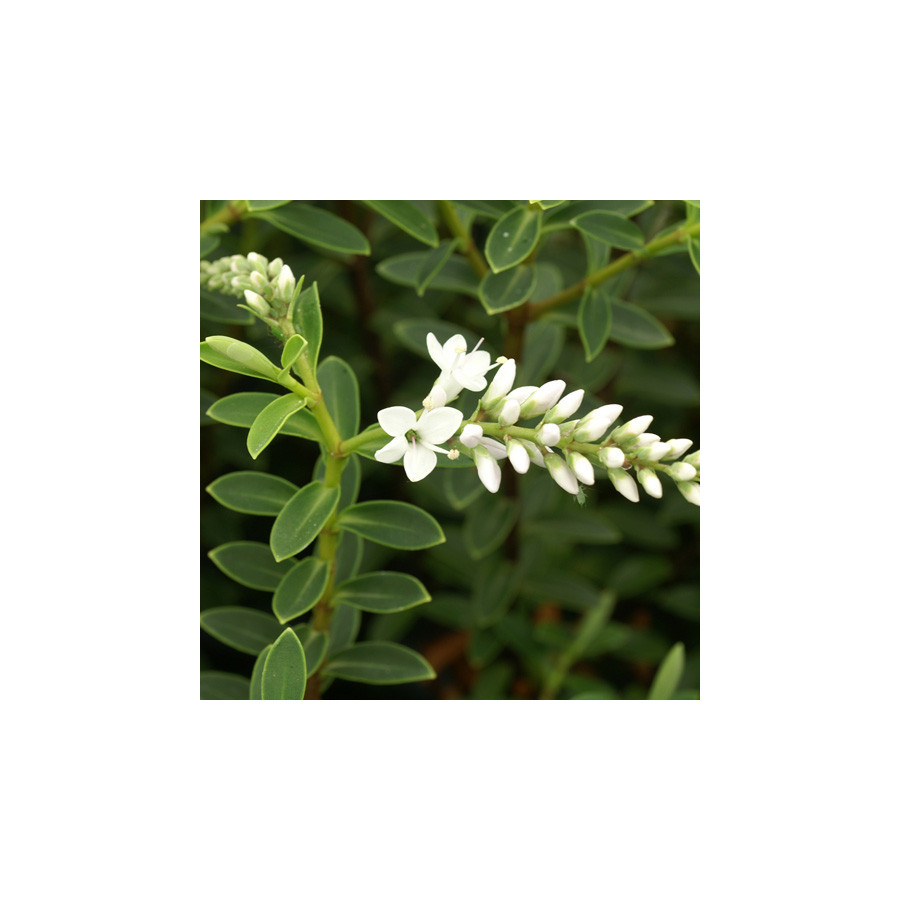 Plantes Vivaces HEBE traversii - Véronique arbustive en vente - Pépinière Lepage .