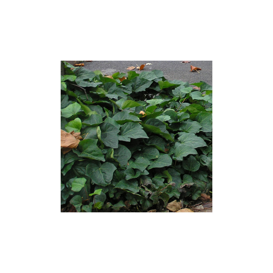 Plantes Vivaces HEDERA 'Algerian Bellecour' ® - Lierre en vente - Pépinière Lepage .
