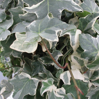 plantes-vivaces-hedera-helix-glacier-lierre-en-vente-pepiniere-lepage-