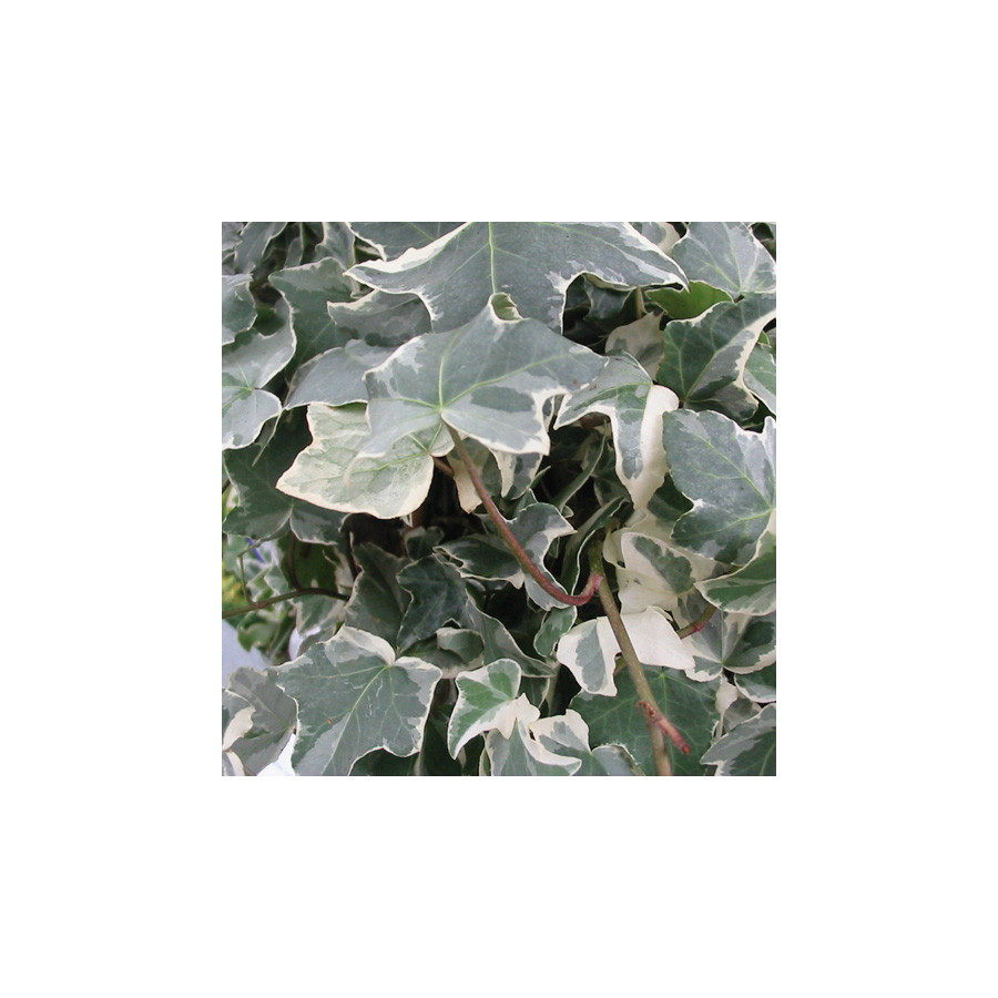 plantes-vivaces-hedera-helix-glacier-lierre-en-vente-pepiniere-lepage-