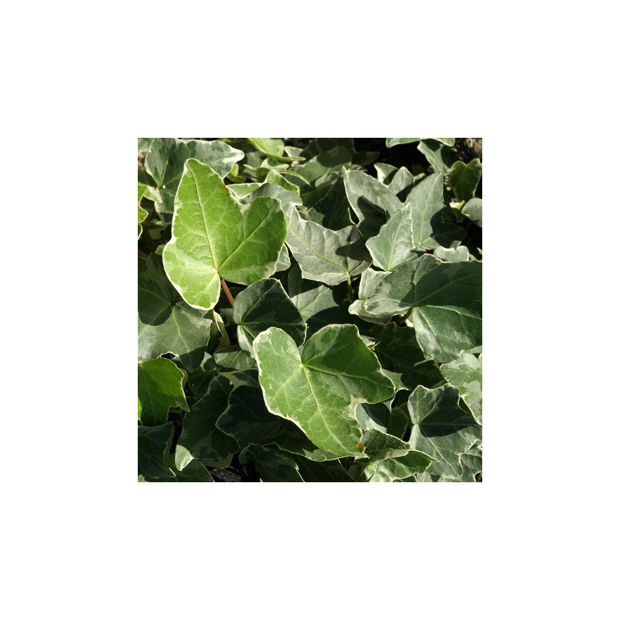 plantes-vivaces-hedera-helix-glacier-lierre-en-vente-pepiniere-lepage-