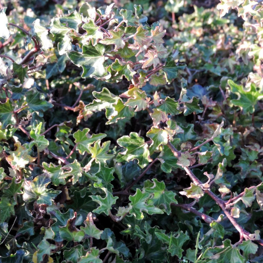 Plantes Vivaces HEDERA helix 'Ivalace' - Lierre en vente - Pépinière Lepage .