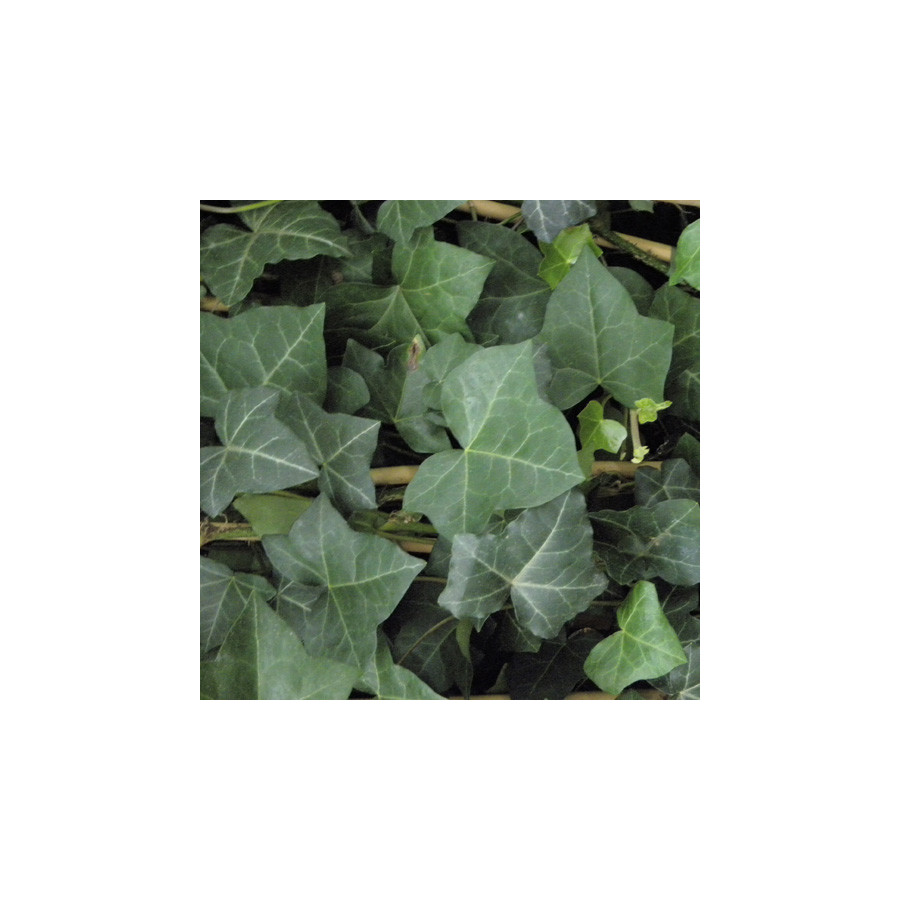 Plantes Vivaces HEDERA hibernica - Lierre en vente - Pépinière Lepage .