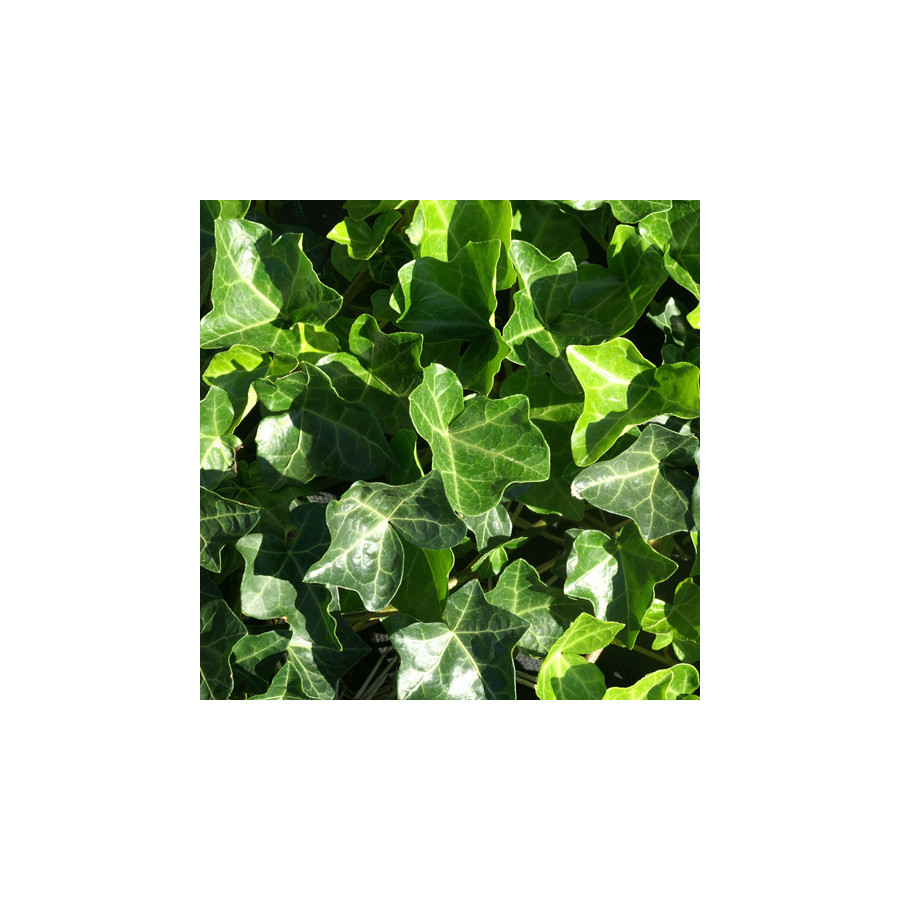 Plantes Vivaces HEDERA hibernica - Lierre en vente - Pépinière Lepage .