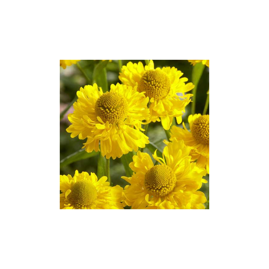 Plantes Vivaces HELENIUM 'Double Trouble' ® - Hélénie en vente - Pépinière Lepage .