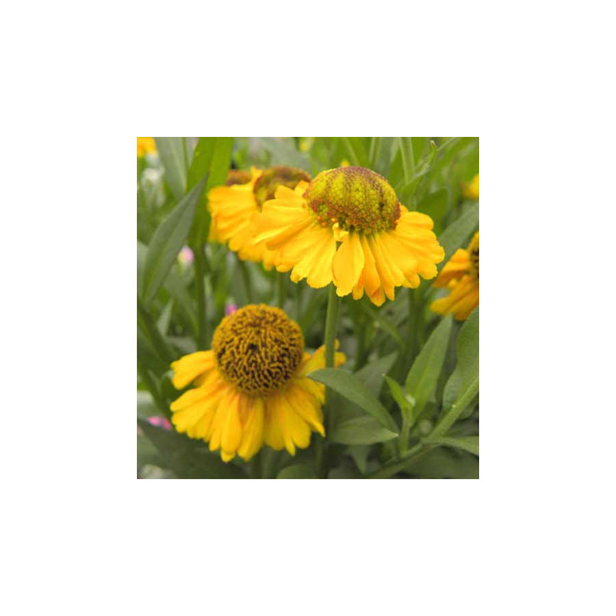 Plantes Vivaces HELENIUM 'Double Trouble' ® - Hélénie en vente - Pépinière Lepage .