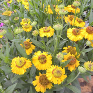 Plantes Vivaces HELENIUM 'Double Trouble' ® - Hélénie en vente - Pépinière Lepage .