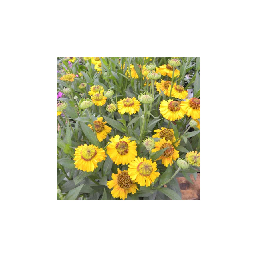 Plantes Vivaces HELENIUM 'Double Trouble' ® - Hélénie en vente - Pépinière Lepage .