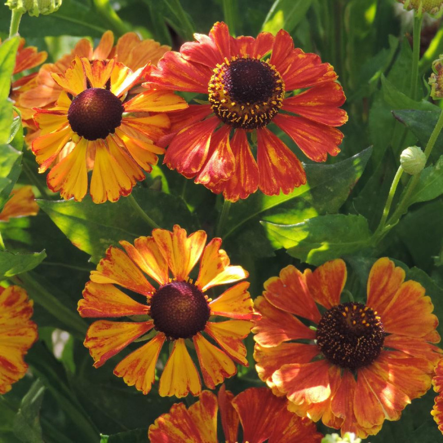 Plantes Vivaces HELENIUM 'Flamenco' en vente - Pépinière Lepage .