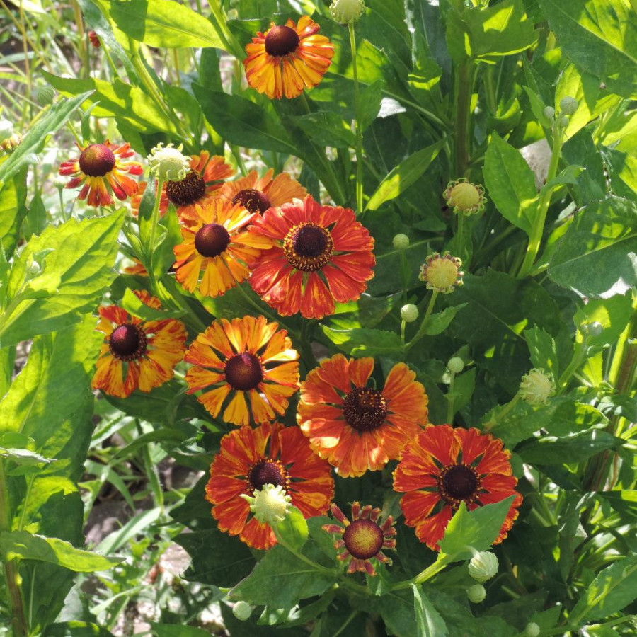 Plantes Vivaces HELENIUM 'Flamenco' en vente - Pépinière Lepage .
