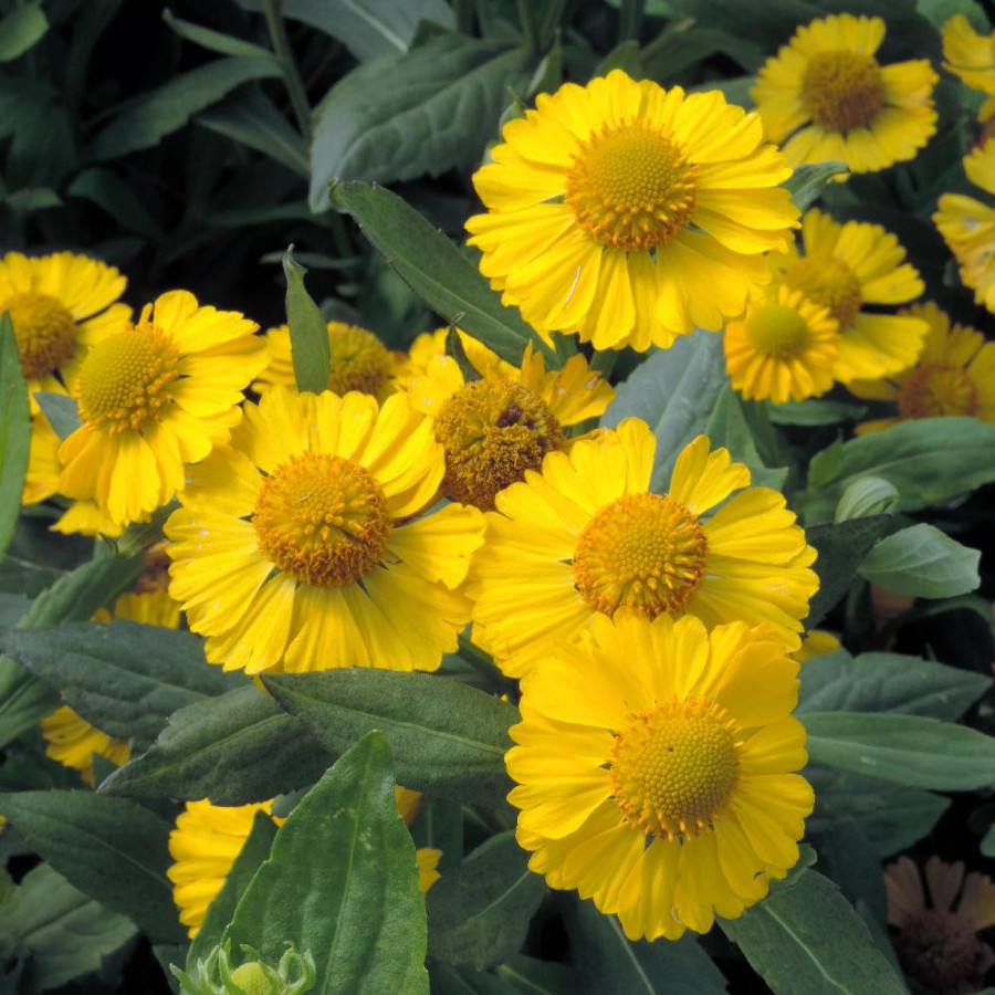 Plantes Vivaces HELENIUM 'Kanaria' - Hélénie en vente - Pépinière Lepage .