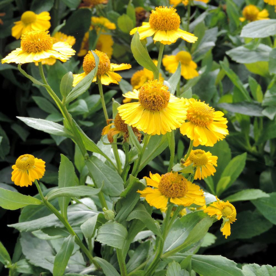 Plantes Vivaces HELENIUM 'Kanaria' - Hélénie en vente - Pépinière Lepage .