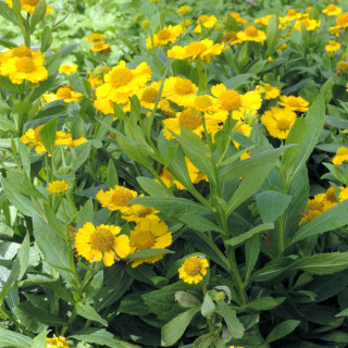 Plantes Vivaces HELENIUM 'Kanaria' - Hélénie en vente - Pépinière Lepage .