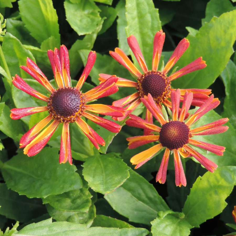 HELENIUM 'Loysder Wieck'